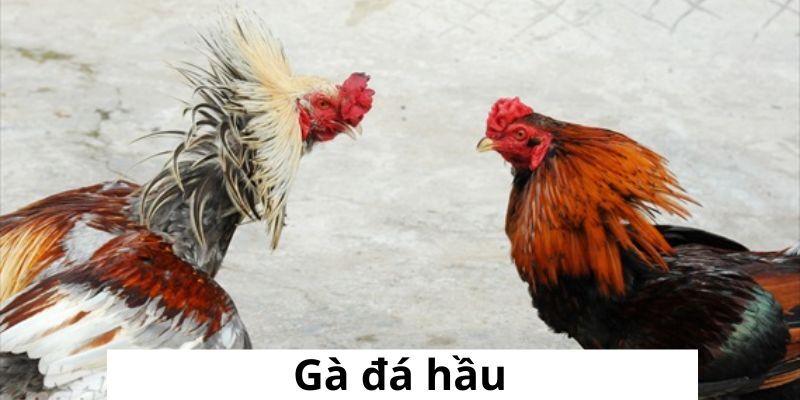 Gà đá hầu