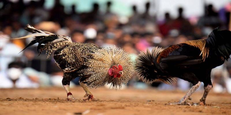 Đá hồi mã thương - Những điểm tử huyệt trong lốiĐá hồi mã thương - Những điểm tử huyệt trong lối 